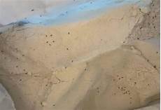 Bentonous Flour