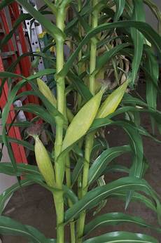 Corn Flours