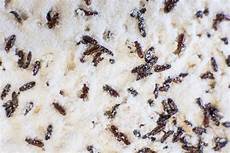 Flour Types