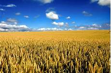 Flours Production