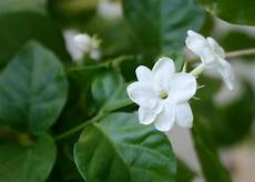 Pea Flour