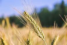 Rye Flour Production