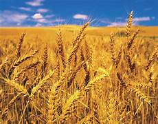 Wheat Flour For Desserts