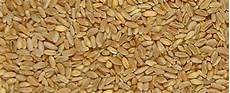 Wheat Flour For Durum