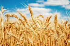 Wheat Flour For Pitta
