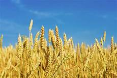 Wheat Flour For Shrimp Feed