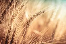 Wheat Flour Milling Systems