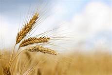 Wheat Flour Milling