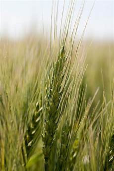 Wheat Flour Plant Equipments