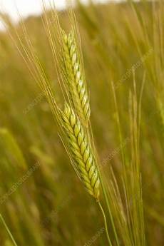 Wheat Flour Plant Equipments
