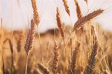 Wheat Flour Plant