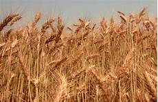 Wheat Flour Plant