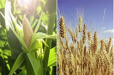 Wheat Flour Plant