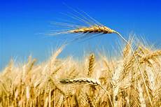 Wheat Flour Processing Plant
