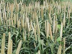 Wheat Flour Processing Plant