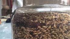 Wheat Flour Processing
