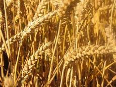 Wheat Flour Processing
