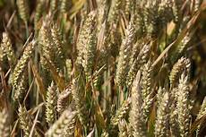 Wheat Flour Type 650