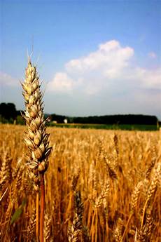 Wheat Flours For Bread