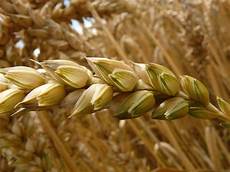 Wheat Germ Flours