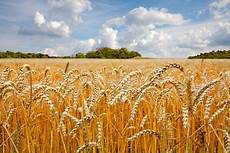 Wheat Germ Flours
